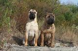 SHAR-PEI 004